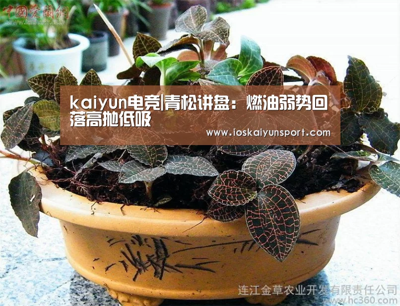 开云电竞官网